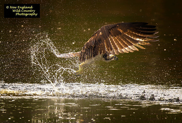 Osprey Splash Down