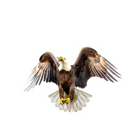 Angel Wings Eagle