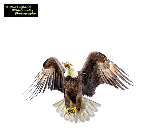 Angel Wings Eagle