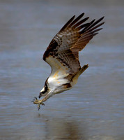 Osprey Dive 2