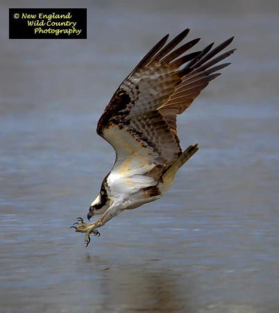 Osprey Dive 2