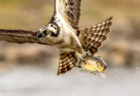Osprey