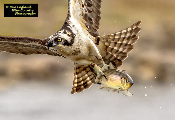 Flying Fish
