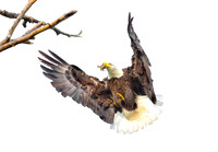 Eagle Snack