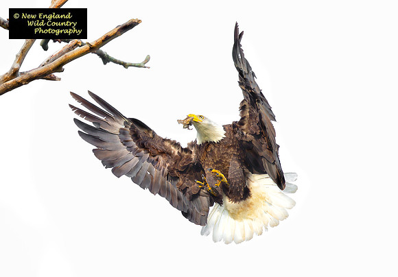 Eagle Snack
