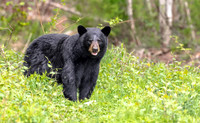 Mama  Bear