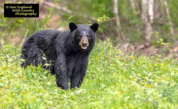 Mama  Bear