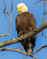 Regal Eagle