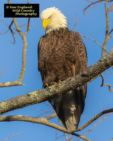 Regal Eagle