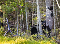 Cub Climbers