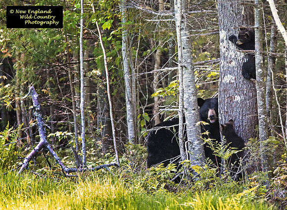 Cub Climbers
