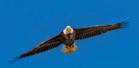 Eagle One