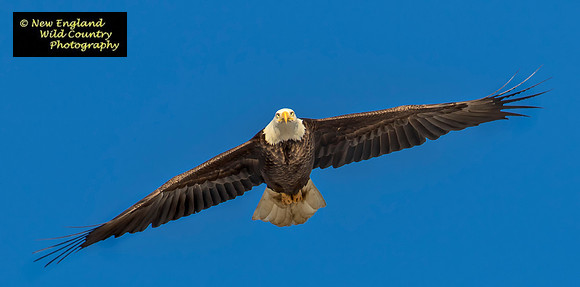 Eagle One