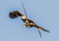 Eagle  Chase Osprey