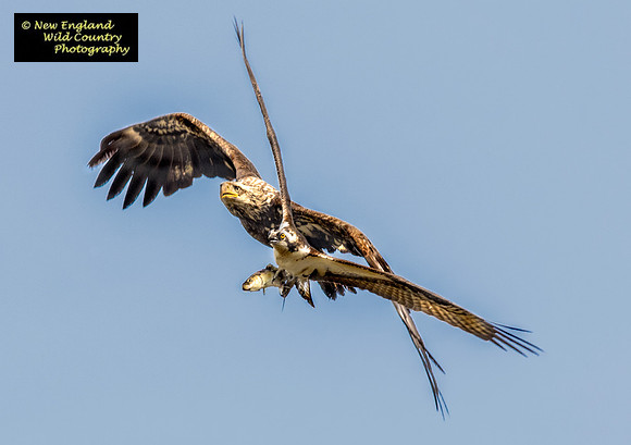 Eagle  Chase Osprey