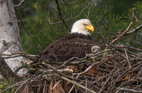 Eagle Baby Mama