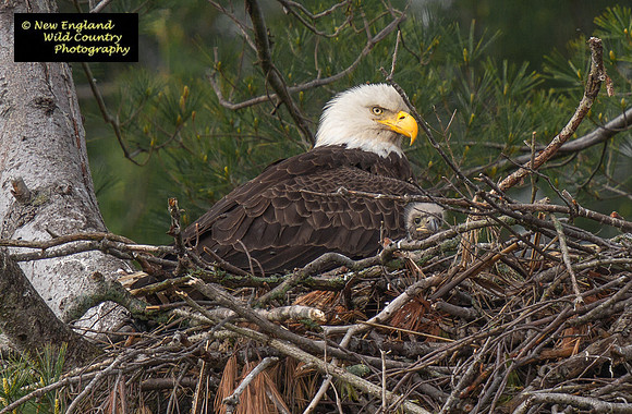 Eagle Baby Mama