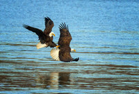 Aerial Combat