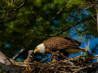 Eagles