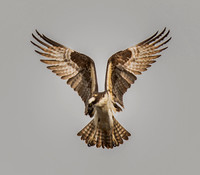 Angel Wings