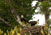 Nest Construction