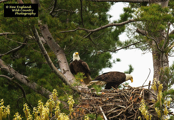 Nest Construction