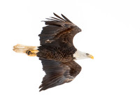 Eagle Flight