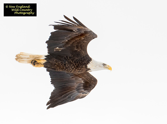 Eagle Flight