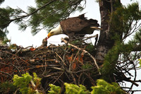 Nest Feeding Baby