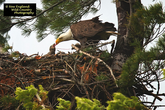 Nest Feeding Baby