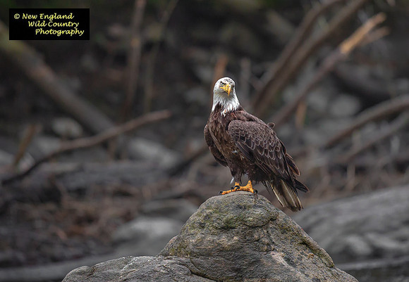 Eagle Rock