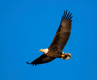 Talons & Fins
