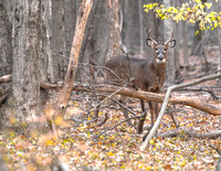 Autumn Woods Buck