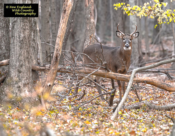 Autumn Woods Buck