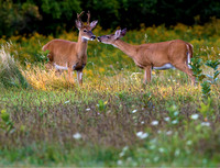 Whitetail Deer
