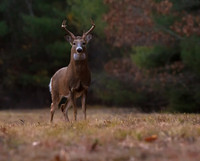 Buck Season