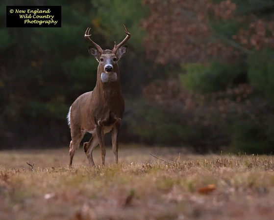 Buck Season