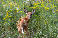 Fawn Memeories