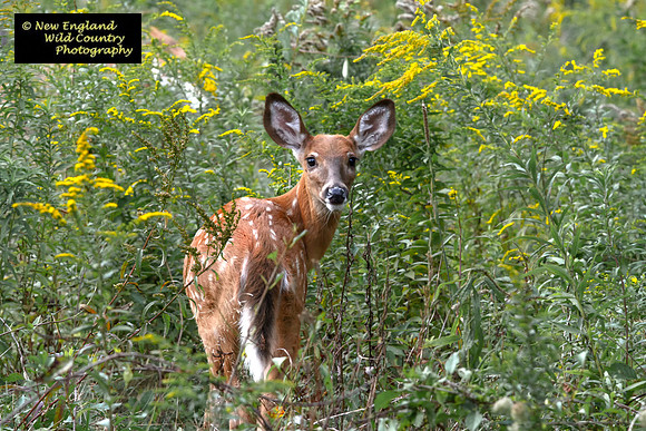 Fawn Memeories