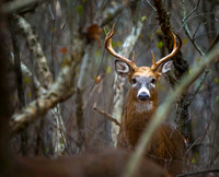 November Big Buck