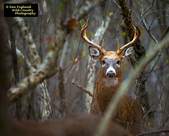 November Big Buck