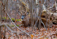 Bedding Buck