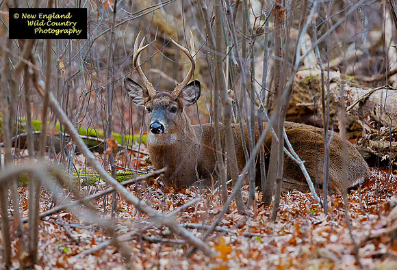 Bedding Buck