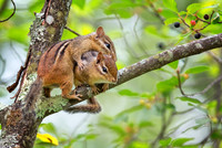 Tree Huggers