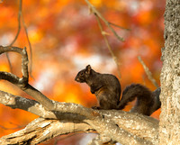 Smoke & Fire Squirrel