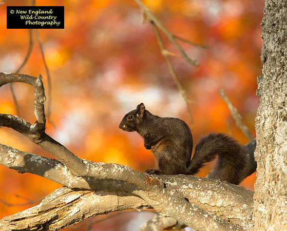 Smoke & Fire Squirrel