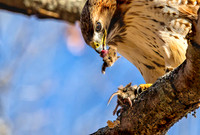 Heads Up Hawk