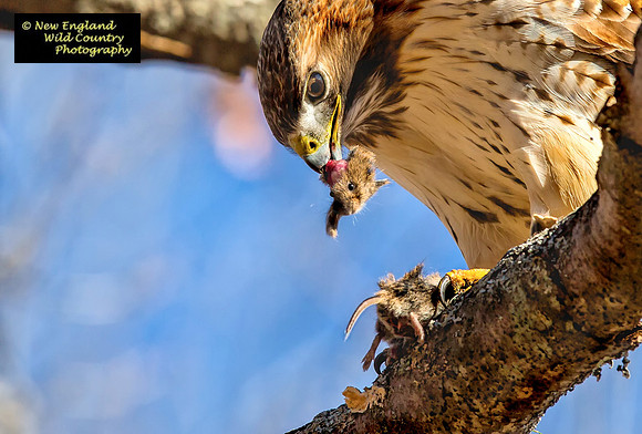 Heads Up Hawk