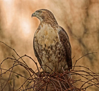Brush Hunter Hawk