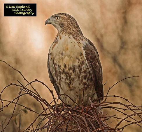 Brush Hunter Hawk